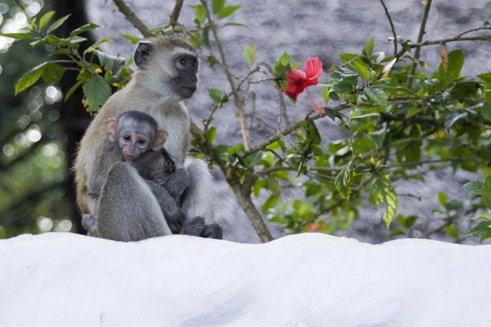 В Екатеринбургском зоопарке у зеленых мартышек родился первенец