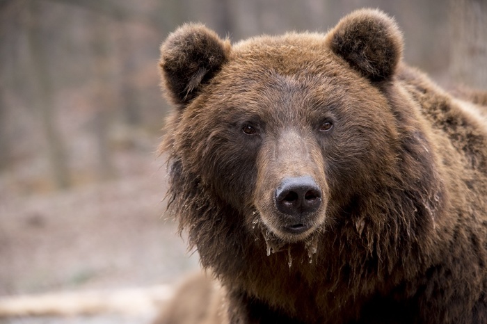 В московском цирке медведь убил рабочего