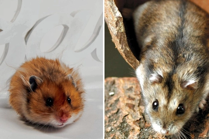 Стало известно, как екатеринбургские хомяки отметят день День Космонавтики