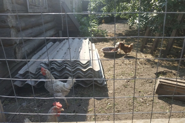 ФАС предупредила производителей яиц о недопустимости повышать цены перед Пасхой