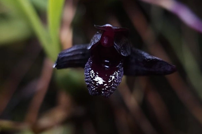 Самая черная в мире орхидея расцвела в Ботаническом саду МГУ