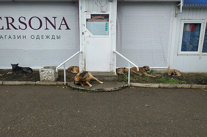 В Челябинске собаку, из-за которой «Додо Пицце» объявили бойкот, заберут в приют для животных