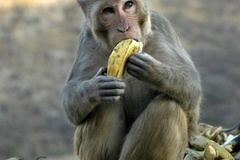 Зоопарк перестал кормить обезьян бананами