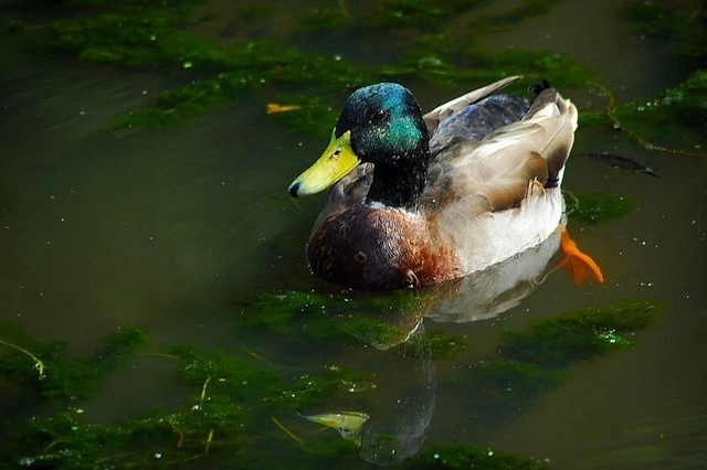 Екатеринбургские кряквы обленились из-за слишком добрых горожан