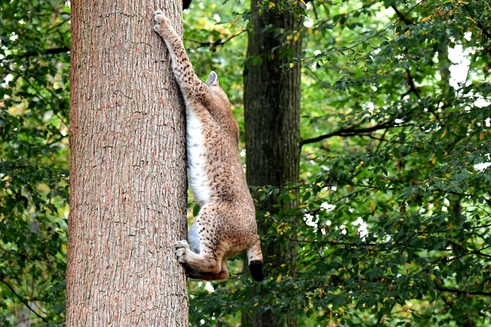 В Ирбите раненую рысь сдали в полицию