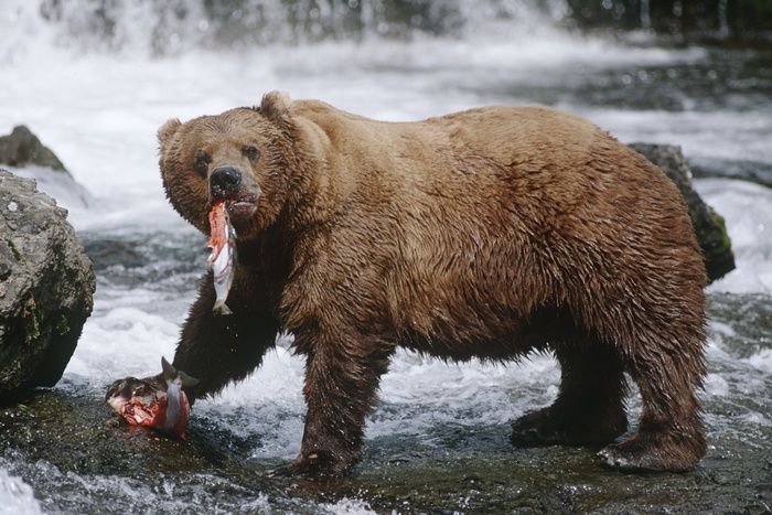 Российские медведи станут стратегическим ресурсом