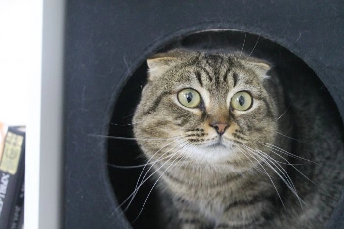 Екатеринбуржец заказал на Wildberries корм для кота и потерял кучу денег