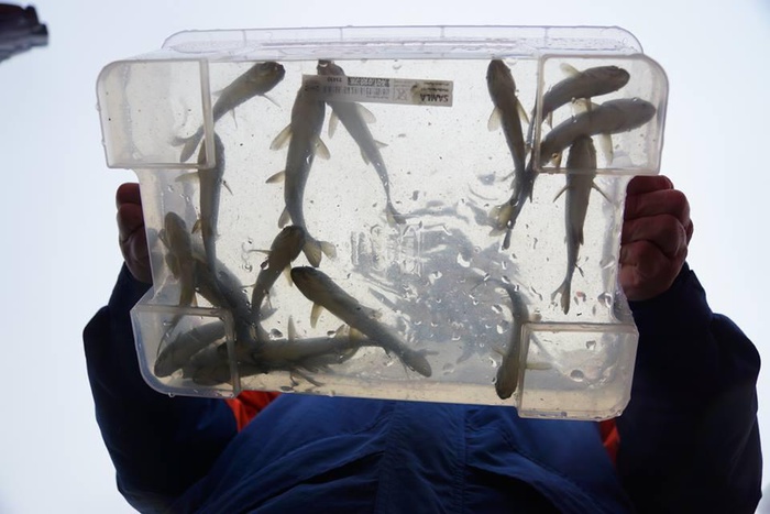 Специалисты СУГРЭС провели зарыбление Исетского водохранилища ценными породами
