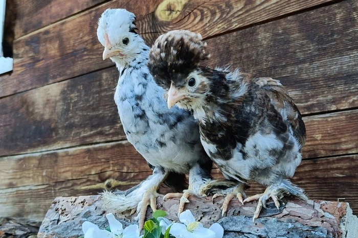 Аксолотль и яйца декоративных кур: «Почта России» рассказала о самых странных посылках за 2024 год