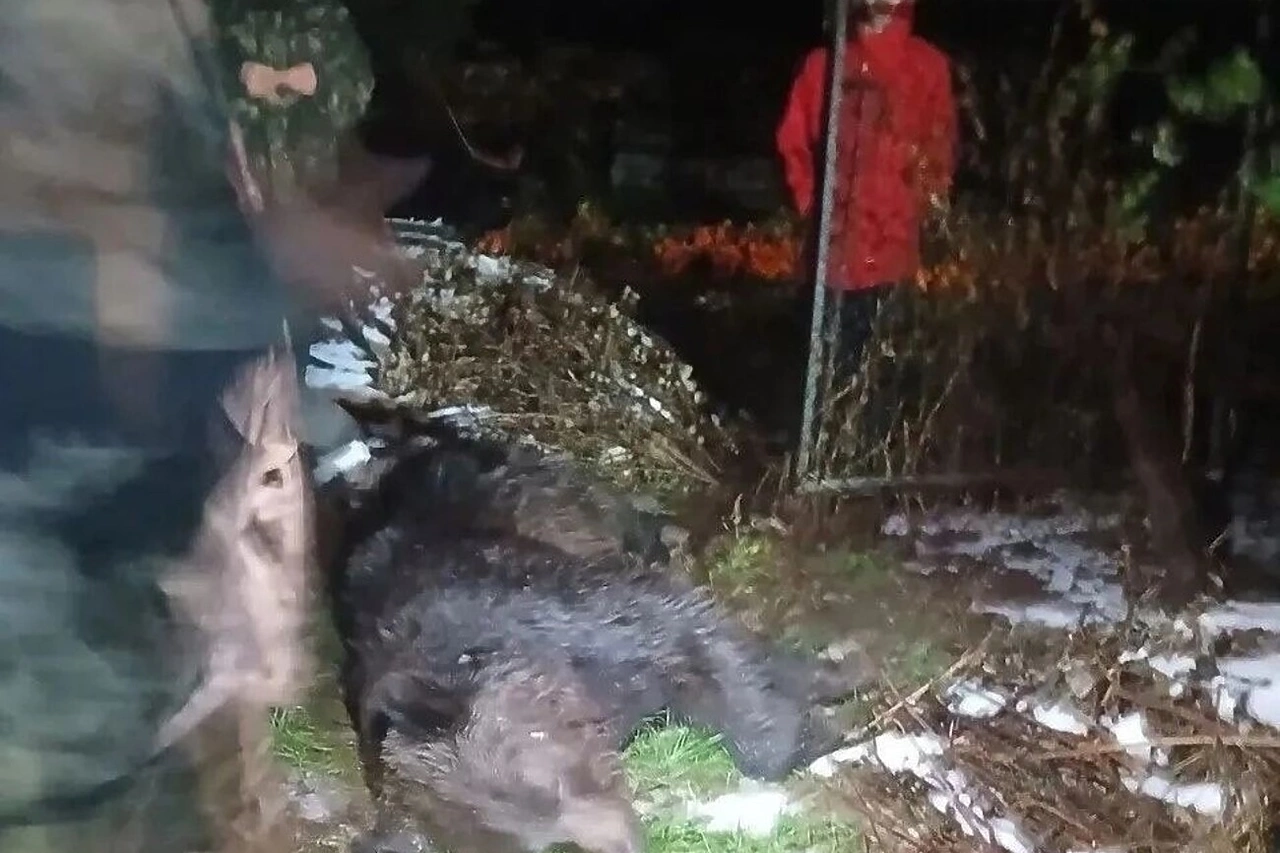 Под Краснотурьинском застрелили медведя