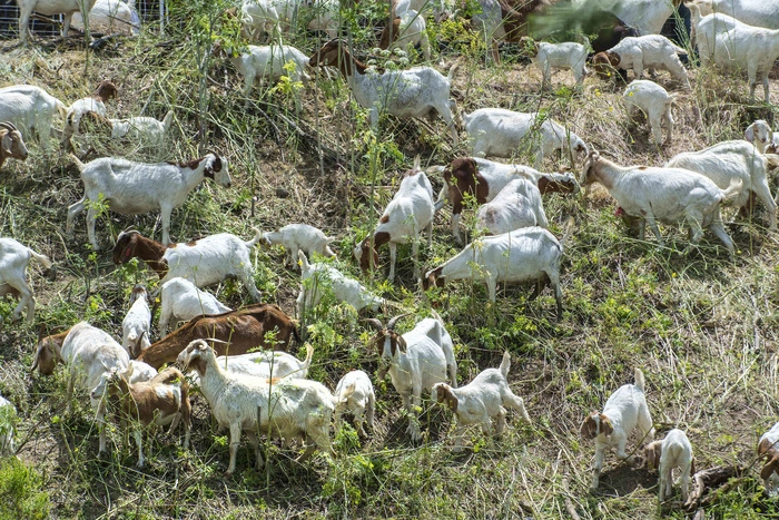 Екатеринбургский вуз будет готовить специалистов по козам
