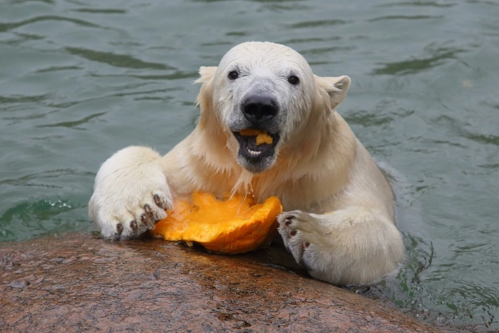 В чукотском заповеднике рассказали о судьбе взорванного медведя