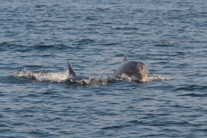 Минобороны покупает черноморских дельфинов