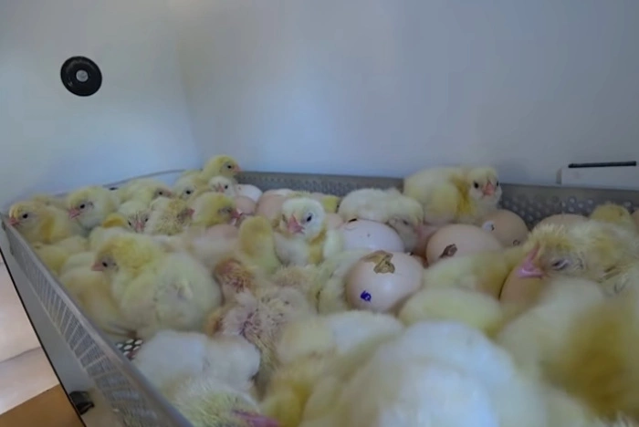 На Южном Урале распродают имущество депутата, уехавшего добровольцем на СВО