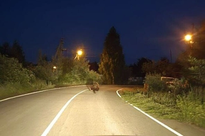 Медведь погнался за квадроциклом под Екатеринбургом