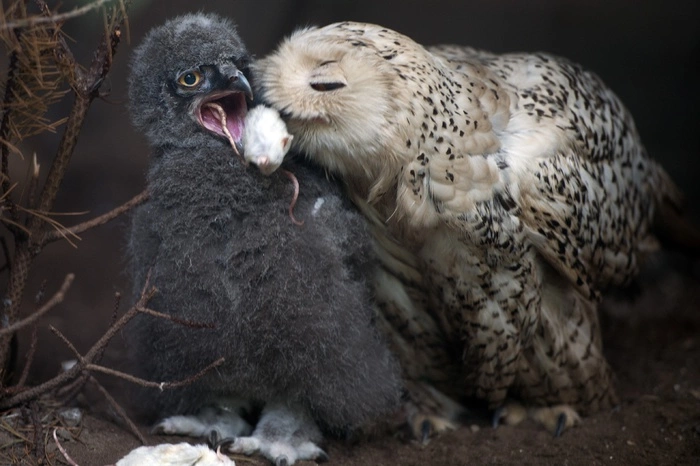 Петербуржцев просят сдавать мышей для выкорма новорожденных совят