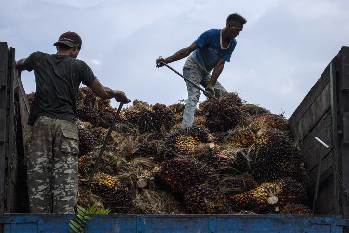 Госдума приняла закон о повышении НДС на пальмовое масло