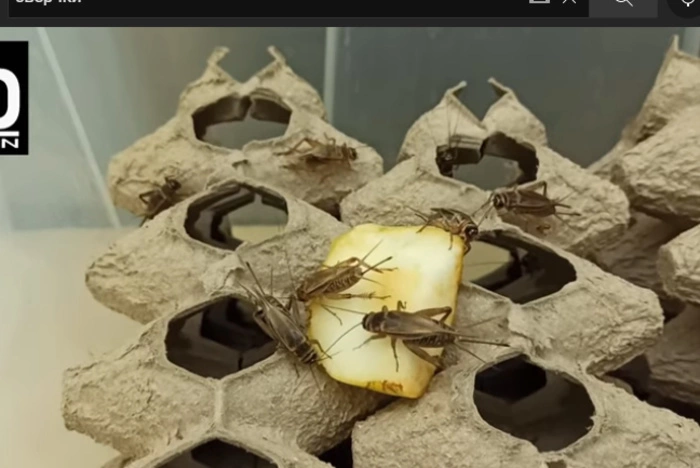 «Сами ешьте». Еврокомиссия призвала граждан ЕС есть больше насекомых