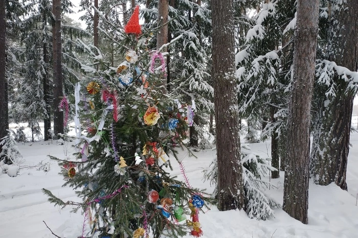 «Чьи в лесу шишки?». Юрист рассказал, является ли елка на дачном участке частной собственностью