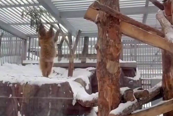 В зоопарке Екатеринбурга показали видео с «уральской пандой»