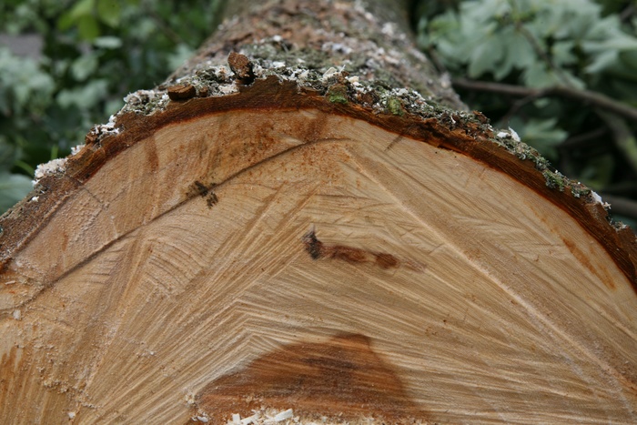 Мэрия Екатеринбурга назвала незаконной вырубку деревьев на Вайнера