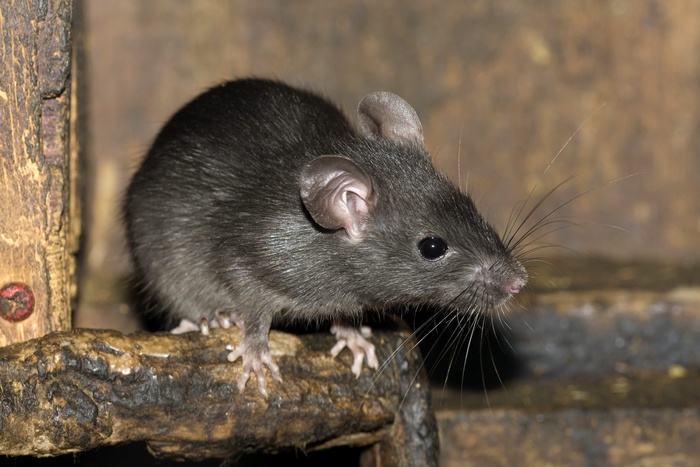 Мать, кормившую детей крысиным ядом, взяли под стражу