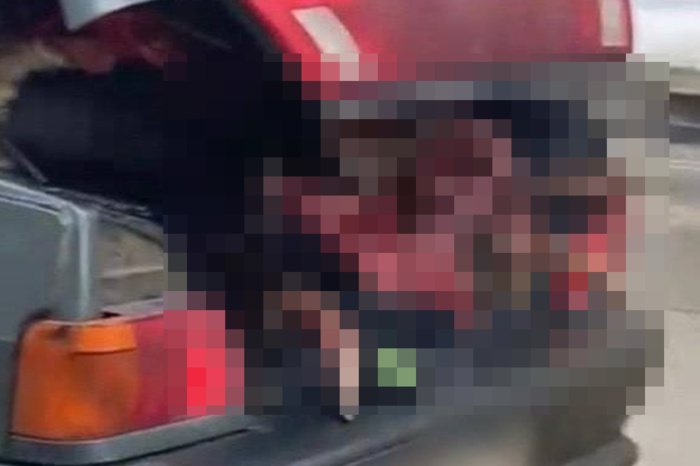 В Екатеринбурге заметили водителя, который ездит по городу с расчлененной тушей в багажнике