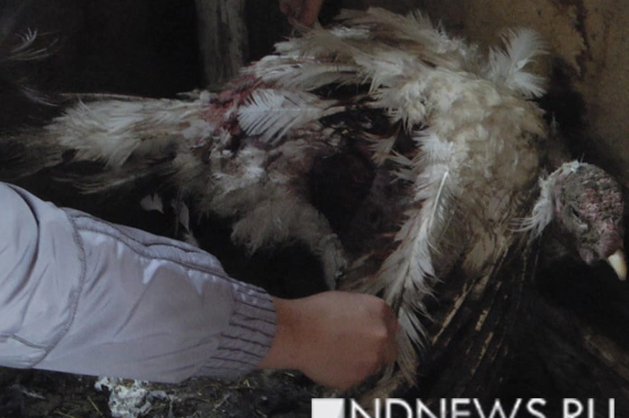 В Екатеринбурге стая диких животных передушила птичье подворье