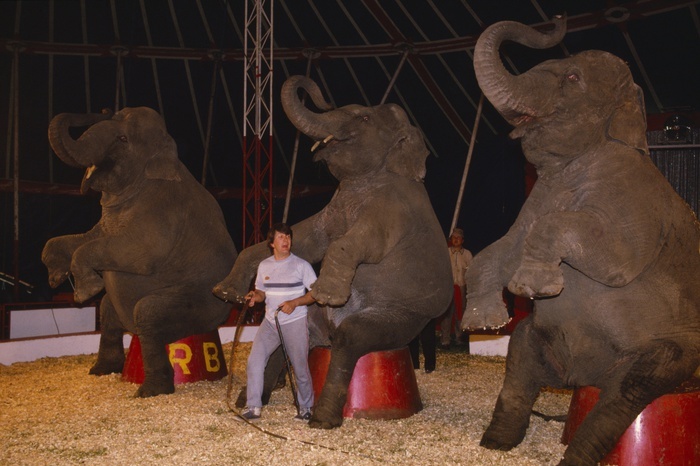 В Германии цирковой слон едва не раздавил зрителей