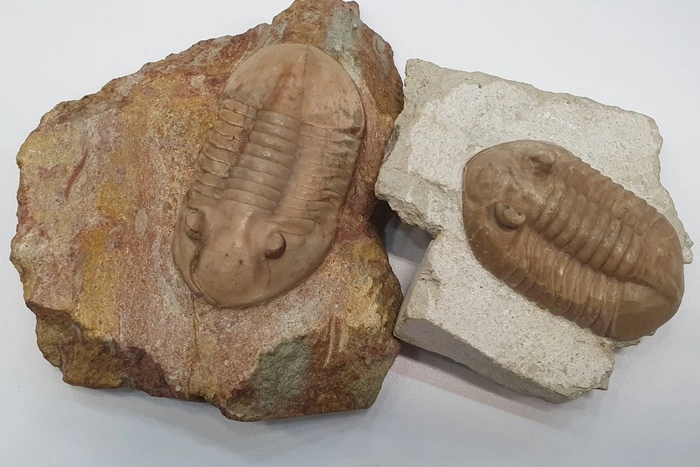 Таможня пресекла вывоз из страны окаменелостней древних трилобитов в почтовом отправлении