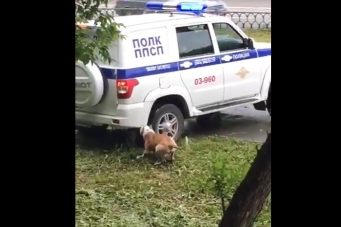 На Уралмаше полицейские застрелили разъяренного пса