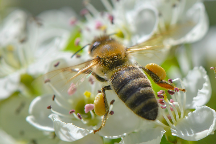 Массовая гибель пчел в РФ связана с бесконтрольным использованием пестицидов
