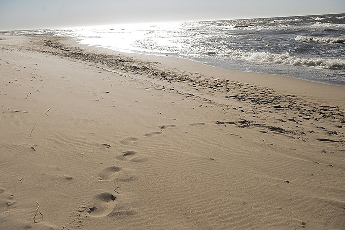 Директор нацпарка «Куршская коса» в Калининградской области задержан силовиками
