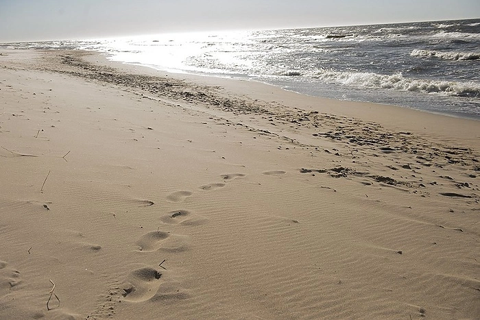 Директор нацпарка «Куршская коса» в Калининградской области задержан силовиками