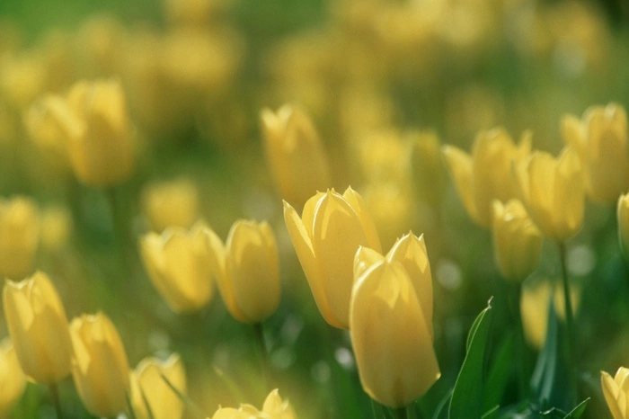 О ненависти к 8 Марта заявили два процента россиян