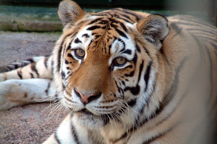 Девочку, которую покусал тигр в зоопарке, выписали из больницы