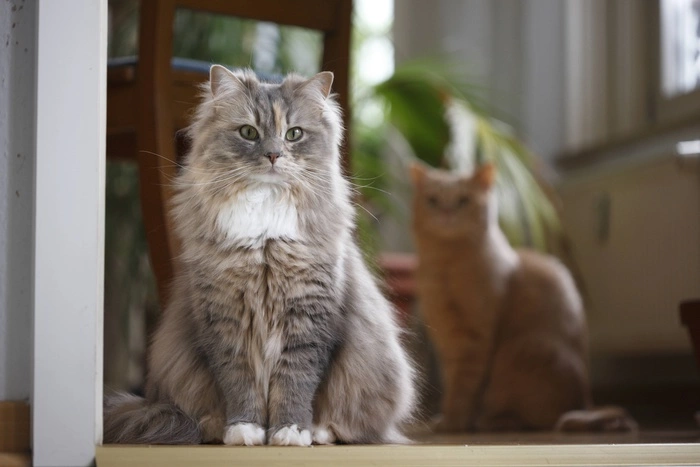 Пермский кот получил оклад в 400 тысяч и личного водителя