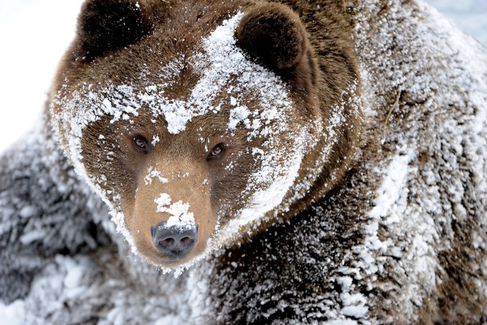 В Екатеринбургском зоопарке медведи вышли из спячки