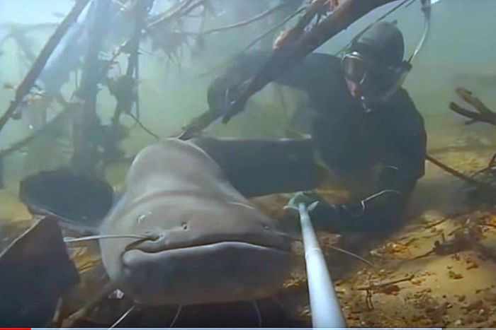 Гигантский сом мешает чинить мост в Калининграде и пугает водолазов