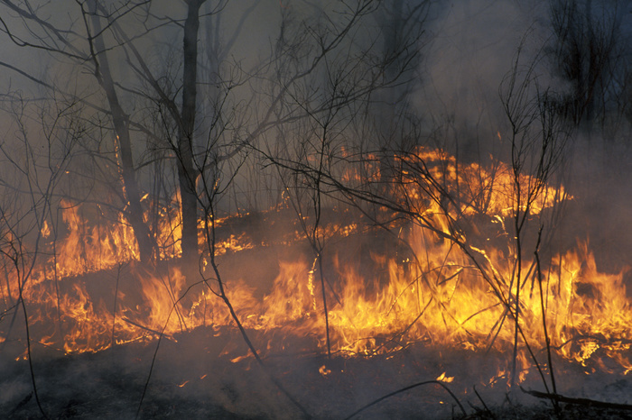 В Свердловской области за весенне-летний сезон случилось 475 лесных пожаров