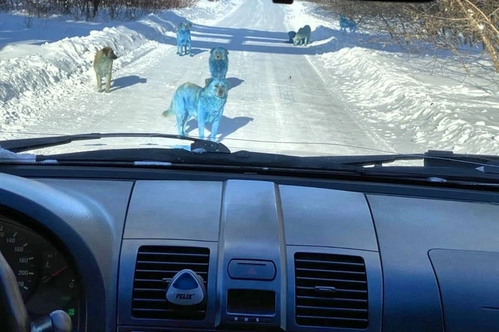 Россиян напугали синие и зеленые собаки по всей стране