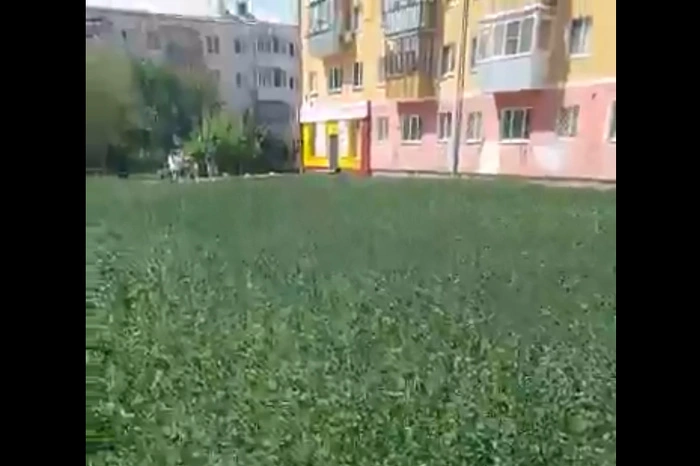 В центре Каменска-Уральского выросло поле конопли