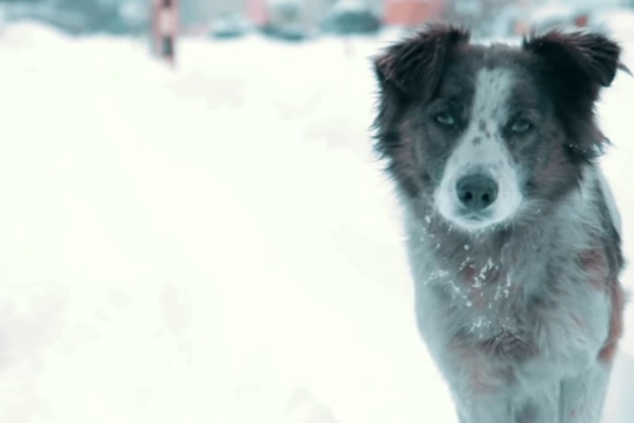 В отношении жителя Эльмаша, выбросившего в окно чужого пса, возбудили уголовное дело