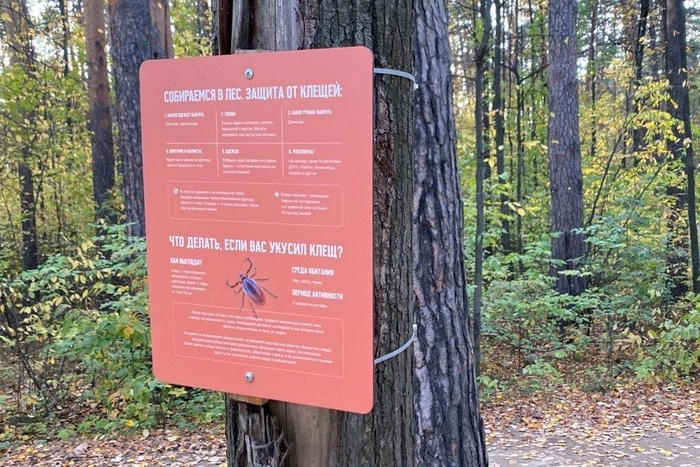 Жительница Екатеринбурга сняла с маленькой собачки 13 клещей