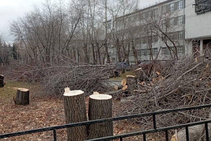 В Екатеринбурге вырубили целую аллею деревьев — фото