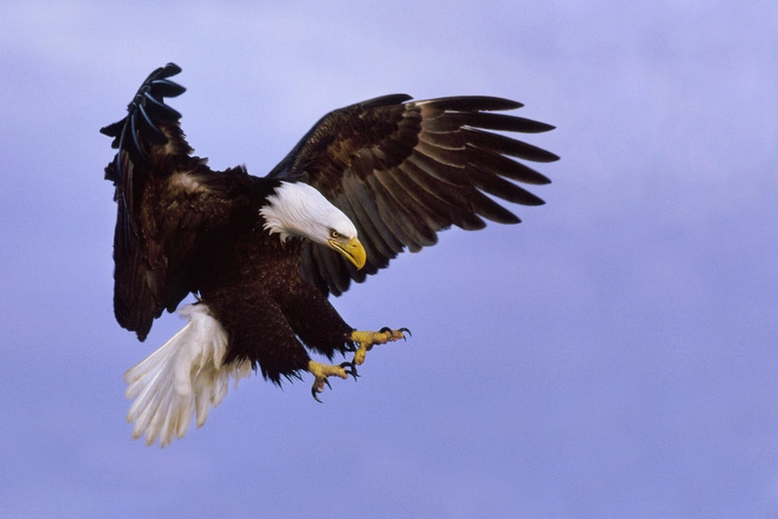 Национальная птица США сбила самолет на Аляске