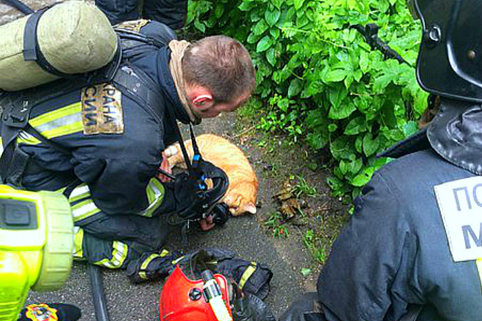 Петербургские пожарные спасли кошке жизнь с помощью кислородной маски