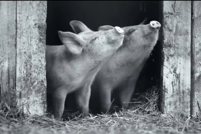 Еще один российский фильм — документальный — вошел в шорт-лист «Оскара»