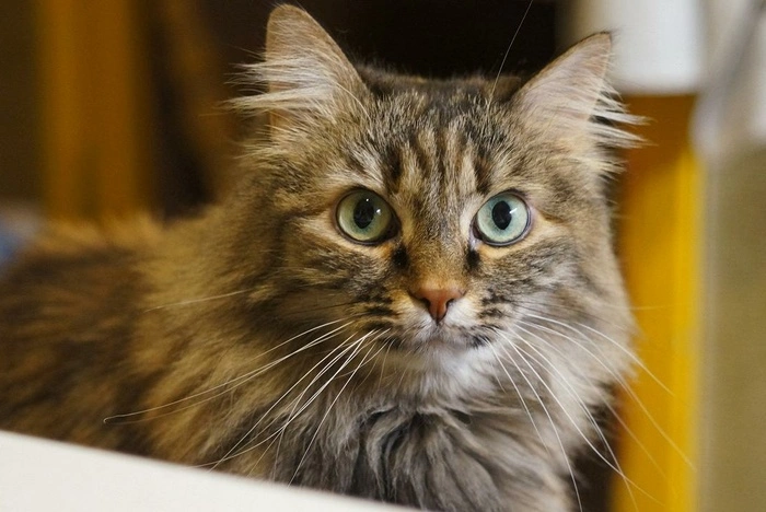 1 марта в России отмечают День кошек. Фото кошек редакции