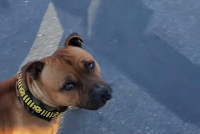 Штрафы для нерадивых владельцев животных увеличили в России